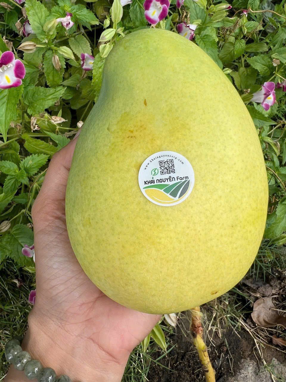 XOÀI TỨ QUÝ HỮU CƠ VIETGAP
