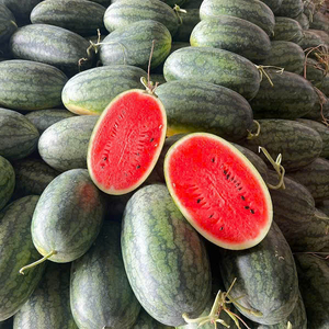 Dưa Hấu Dài Hắc Mỹ Nhân Vietgap