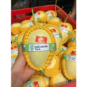XOÀI CÁT CHU VÀNG VIETGAP