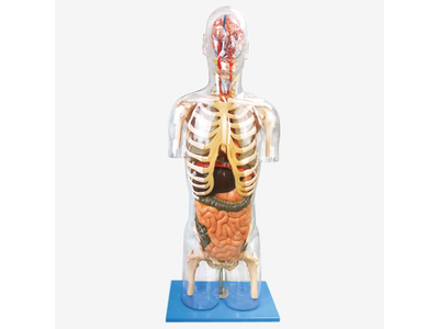 Mô hình cơ thể người bán thân trong suốt