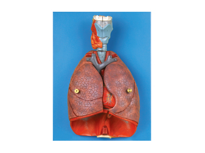 Mô hình thanh quản, tim và phổi