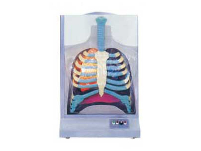 Mô hình hệ hô hấp điện tử