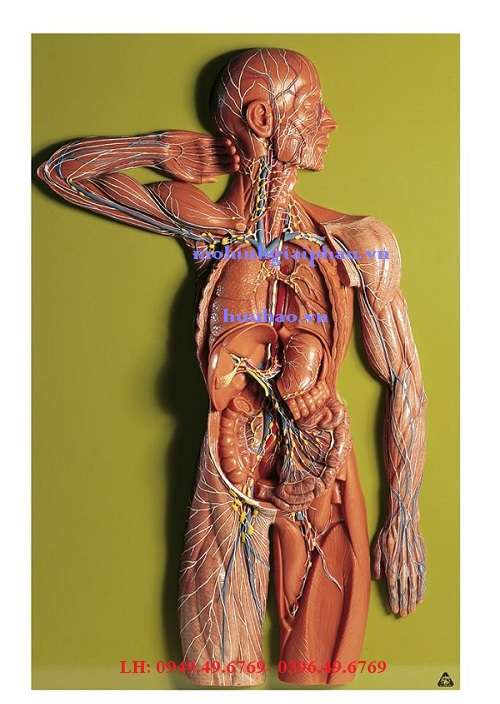 Mô hình giải phẫu hệ bạch huyết