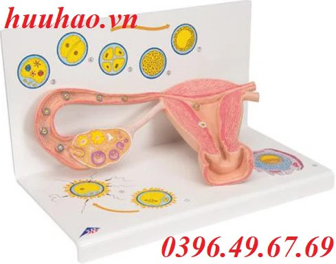 Mô hình tử cung, vòi trứng, buồng trứng 3B Scientific