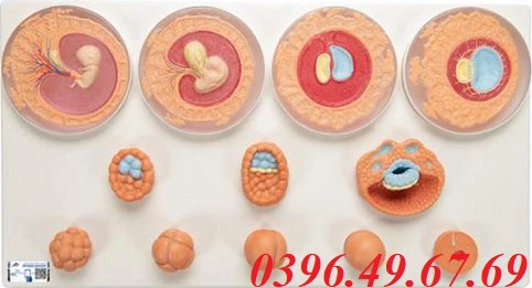 Mô hình sự phát triển của trứng và bào thai 3B Scientific