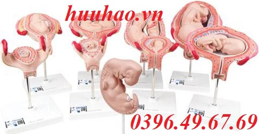 Mô hình phôi thai từ tháng 1 đến tháng thứ 9 3B Scientific
