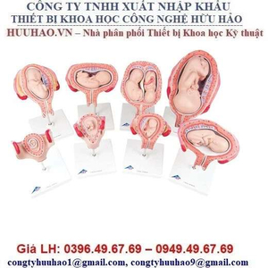 Mô hình phôi thai từ tháng 1 đến tháng thứ 9 3B Scientific