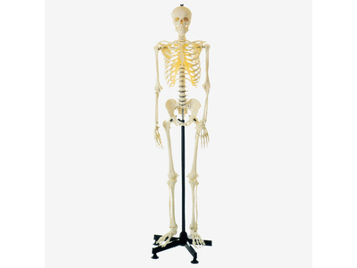 Mô hình bộ xương người nhân tạo