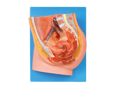 Mô hình xương chậu nữ giới cắt dọc