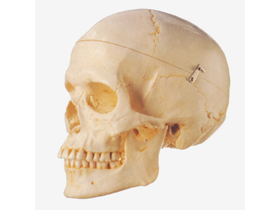 Mô hình hộp sọ người lớn