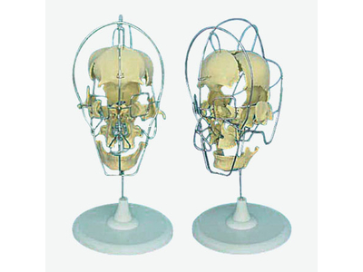 Mô hình mổ xẻ hộp sọ người lớn