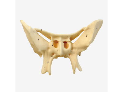 Mô hình xương bướm phóng to