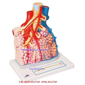 Mô hình giải phẫu tiểu thùy phổi và mạch máu