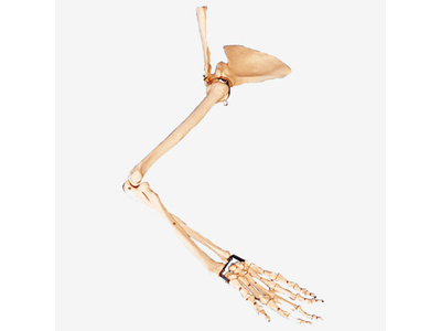 Mô hình xương chi trên