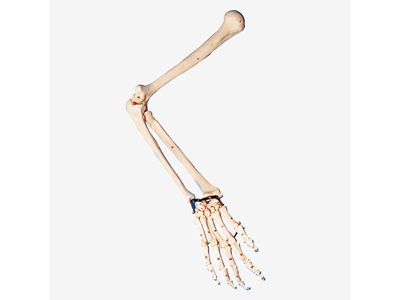 Mô hình xương cánh tay