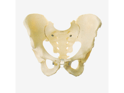 Mô hình xương chậu nam