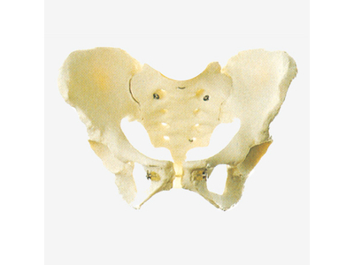 Mô hình xương chậu nữ