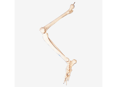 Mô hình xương chi dưới