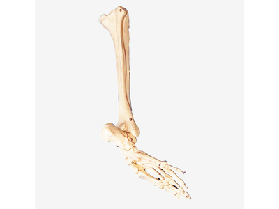 Mô hình xương cẳng chân và bàn chân