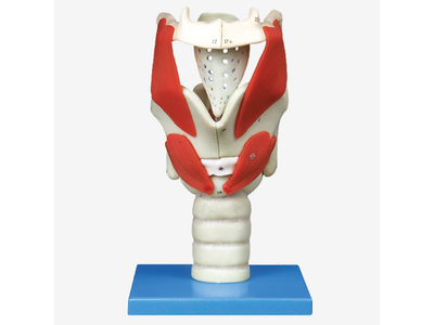 Mô hình chức năng của thanh quản