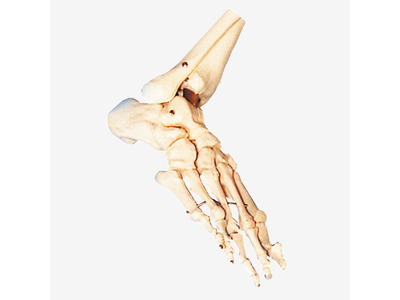 Mô hình xương bàn chân