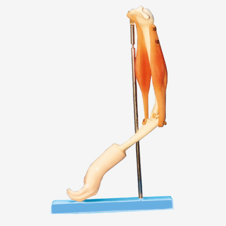 Mô hình khớp khuỷu tay với các cơ chức năng