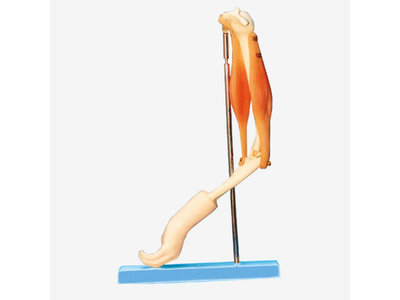 Mô hình khớp khuỷu tay với các cơ chức năng