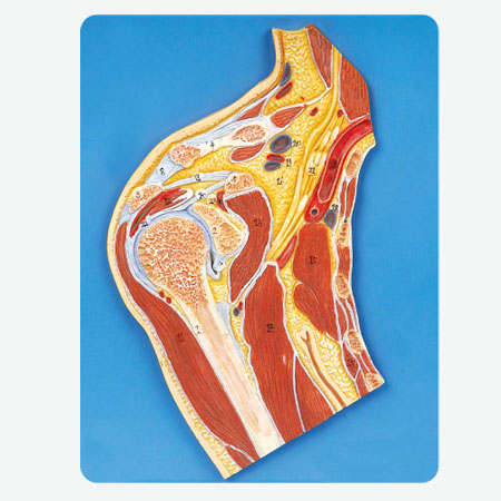 Mô hình cơ khớp vai