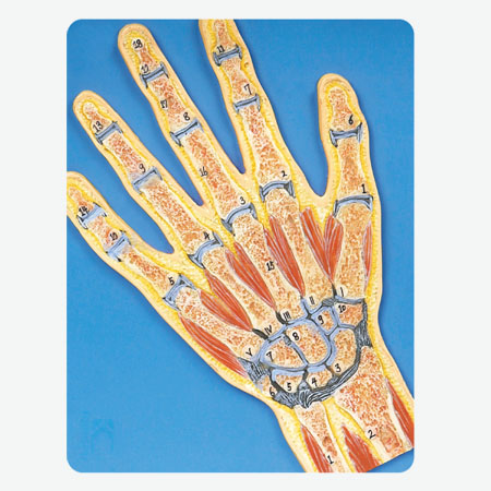 Mô hình khớp bàn tay