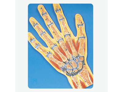 Mô hình khớp bàn tay