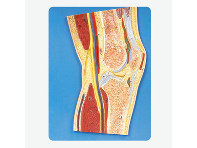 Mô hình khớp đầu gối