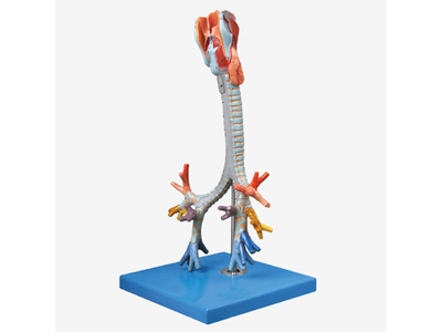 Mô hình cây thanh quản, khí quản và phế quản