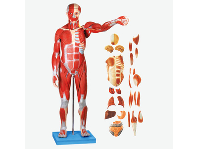 Mô hình cơ bắp nam giới với các cơ quan bên trong