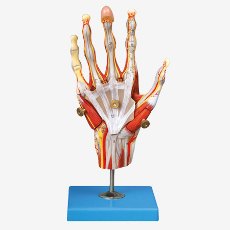 Mô hình cơ tay với các mạch chính và dây thần kinh