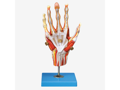 Mô hình cơ tay với các mạch chính và dây thần kinh