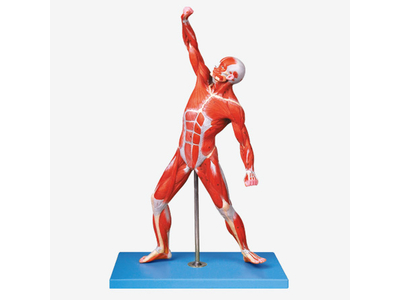 Mô hình cơ bắp của nam giới