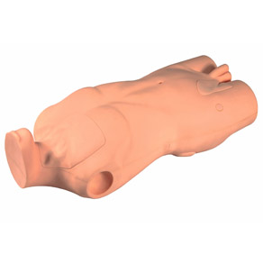 Mô hình tiêm tĩnh mạch bán thân