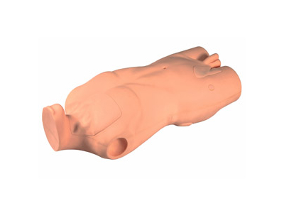 Mô hình tiêm tĩnh mạch bán thân