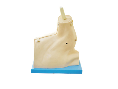 Mô hình nội soi khớp vai