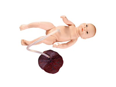 Mô hình kẹp dây rốn trẻ sơ sinh