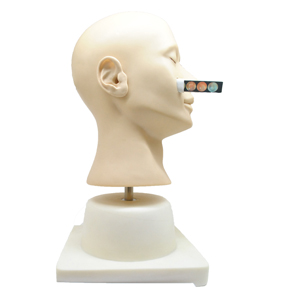 Mô hình mô phỏng chẩn đoán tai nâng cao