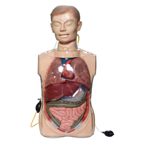 Mô hình mô phỏng rửa dạ dày trong suốt