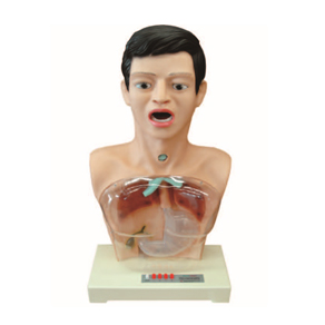 Mô hình mô phỏng ngâm rửa dạ dày