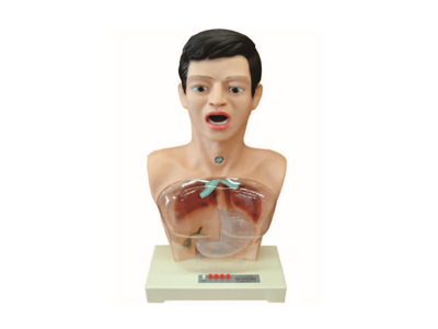 Mô hình mô phỏng ngâm rửa dạ dày