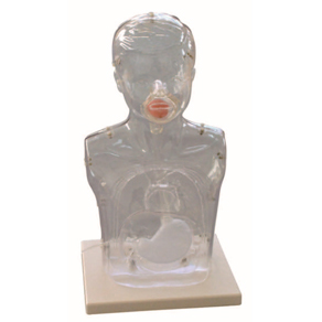 Mô hình trẻ em trong suốt mô phỏng rửa dạ dày