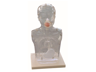 Mô hình trẻ em trong suốt mô phỏng rửa dạ dày