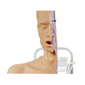 Mô hình mô phỏng cơ chế nuốt thức ăn