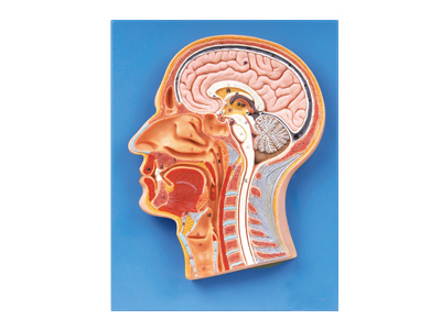 Mô hình đầu cắt đứng