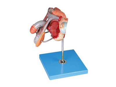 Mô hình cơ quan sinh dục nam