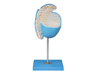 Mô hình tinh hoàn